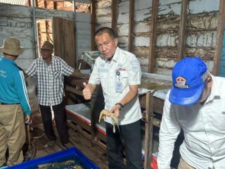 Udang Nenek, Potensi Emas Pesisir Inhil Dukung Visi Ekonomi Daerah