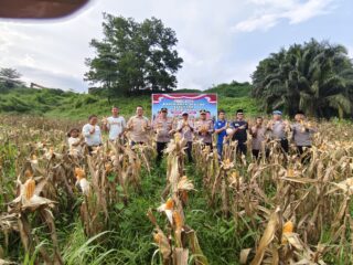 Momen Bulan Suci Ramadhan, Polres Inhu Dan PT. SSR Panen Jagung Pipil, Dukung Program Pemerintah