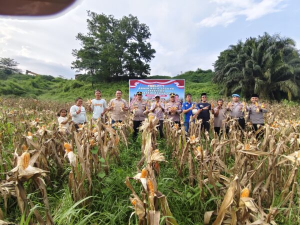 Momen Bulan Suci Ramadhan, Polres Inhu Dan PT. SSR Panen Jagung Pipil, Dukung Program Pemerintah