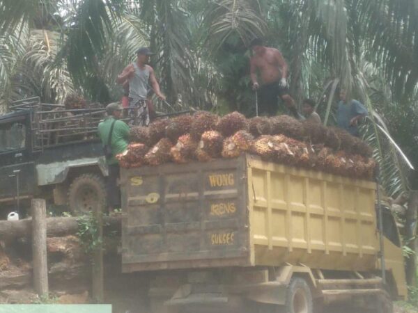 Ketua LAMR Inhu Disebut, Berikut Nama Nama Yang Terlibat Penjarahan TBS Kebun Sawit Dikelola Agrinas