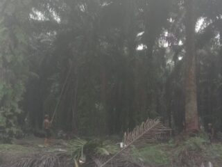 Lahan Negara 'Dikuasai', Wibawa Negara Dipertaruhkan, Polres Inhil Diminta Bertindak Tegas