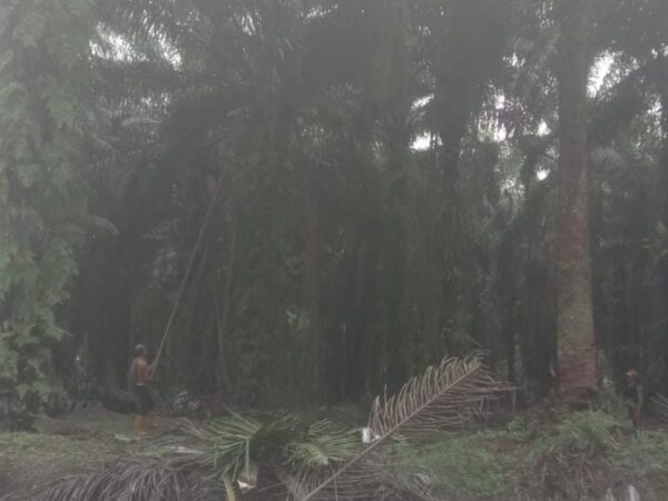 Lahan Negara 'Dikuasai', Wibawa Negara Dipertaruhkan, Polres Inhil Diminta Bertindak Tegas