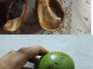 Alpukat Keras Dibagikan, Orang Tua Siswa SDN 008 Tembilahan Hulu Pertanyakan Program MBG