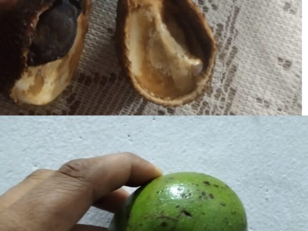 Alpukat Keras Dibagikan, Orang Tua Siswa SDN 008 Tembilahan Hulu Pertanyakan Program MBG