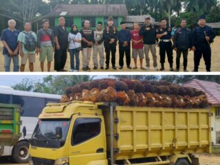Polisi Amankan Mobil Pengangkut Sawit Jarahan, Kasus Panen Paksa di Kebun PT Agrinas Palma Nusantara Berlanjut ke Proses Hukum
