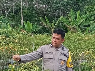 Dukung Program Asta Cita, Polisi Cek Pekarangan Bergizi Tanaman Cabai di Singingi