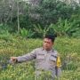 Dukung Program Asta Cita, Polisi Cek Pekarangan Bergizi Tanaman Cabai di Singingi