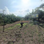 Dukung Ketahanan Pangan, Bhabinkamtibmas Pekan Arba Pantau Kebun Jagung Warga