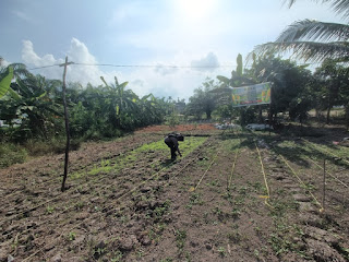 Dukung Ketahanan Pangan, Bhabinkamtibmas Pekan Arba Pantau Kebun Jagung Warga