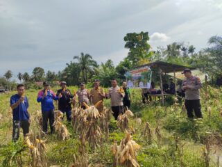 Kolaborasi Polres Inhu Bersama Usaha Desa, Perkuat Ketahanan Pangan Melalui Jagung Pipil