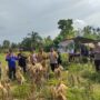 Kolaborasi Polres Inhu Bersama Usaha Desa, Perkuat Ketahanan Pangan Melalui Jagung Pipil