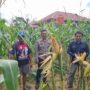 Sambang Personel Polres Inhu, Jagung Pipil Untuk Ketahanan Pangan Nasional