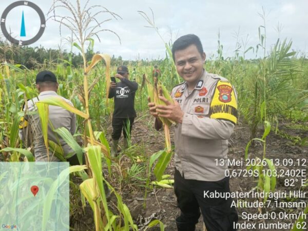 Panen Jagung dalam rangka Mendukung Asta Cita Swasembada Pangan Demi Terwujudnya Ketahanan Pangan Nasional di Desa Seberang Pulau Kijang Kec. Reteh