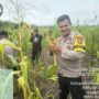 Panen Jagung dalam rangka Mendukung Asta Cita Swasembada Pangan Demi Terwujudnya Ketahanan Pangan Nasional di Desa Seberang Pulau Kijang Kec. Reteh