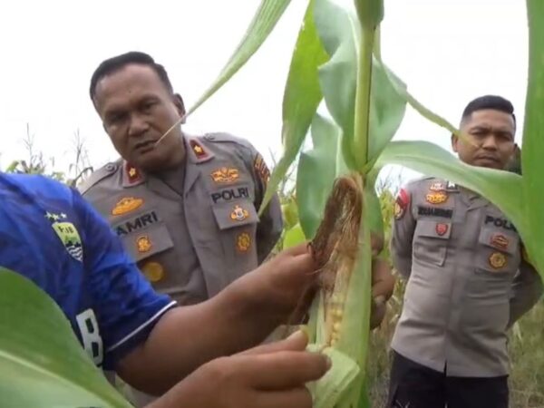 Ketahanan Pangan Jadi Prioritas, Kapolsek Rengat Barat Tinjau Lahan Jagung Warga