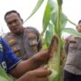 Ketahanan Pangan Jadi Prioritas, Kapolsek Rengat Barat Tinjau Lahan Jagung Warga