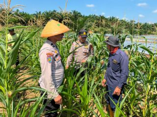 Kapolsek Batang Cenaku Dorong Pemupukan Berimbang untuk Hasil Jagung Maksimal