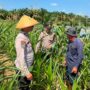 Kapolsek Batang Cenaku Dorong Pemupukan Berimbang untuk Hasil Jagung Maksimal