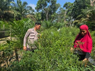 Polisi Cinta Petani, Bhabinkamtibmas Polsek Kelayang Dukung Usaha Cabe Milik Warga Binaan