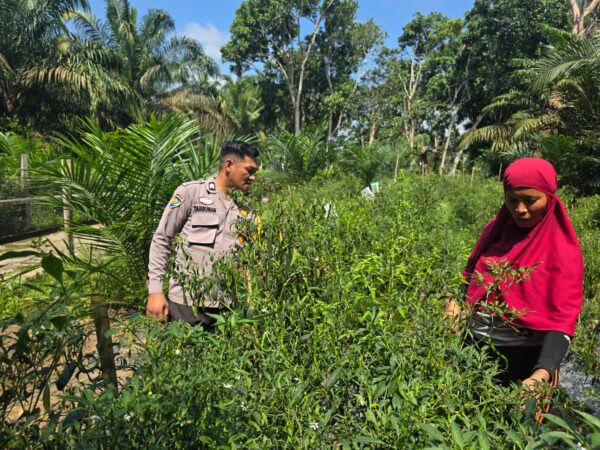 Polisi Cinta Petani, Bhabinkamtibmas Polsek Kelayang Dukung Usaha Cabe Milik Warga Binaan