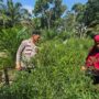 Polisi Cinta Petani, Bhabinkamtibmas Polsek Kelayang Dukung Usaha Cabe Milik Warga Binaan