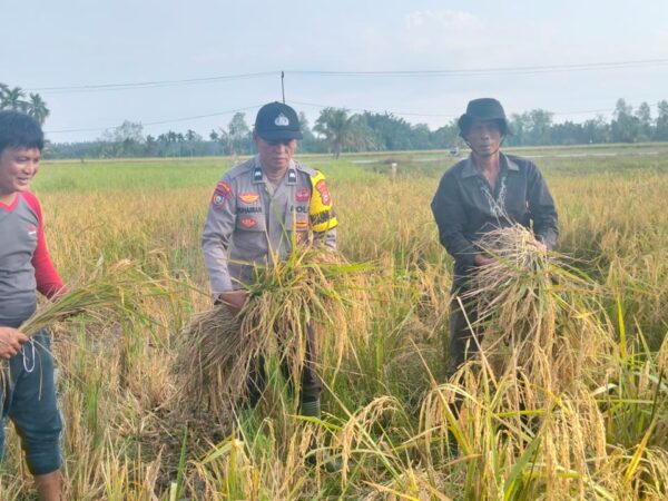 Giat Panen Padi, Mendukung Program Asta Cita, Dalam Rangka Ketahanan Pangan Nasional di desa Pulau Kecil Reteh.