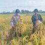 Giat Panen Padi, Mendukung Program Asta Cita, Dalam Rangka Ketahanan Pangan Nasional di desa Pulau Kecil Reteh.