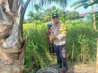 Bhabinkamtibmas Desa Sanglar Dampingi Panen Padi, Wujud Nyata Dukungan Program Asta Cita Ketahanan Pangan