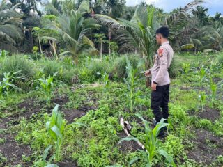Polsek Kuindra Pantau Pertumbuhan Jagung di Desa Teluk Dalam.