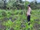 Polsek Kuindra Pantau Pertumbuhan Jagung di Desa Teluk Dalam.
