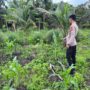 Polsek Kuindra Pantau Pertumbuhan Jagung di Desa Teluk Dalam.