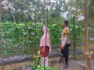 Manfaatkan Pekarangan Rumah, Warga Kelayang Panen Cabe dan Gambas Dibantu Polsek Kelayang