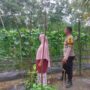 Manfaatkan Pekarangan Rumah, Warga Kelayang Panen Cabe dan Gambas Dibantu Polsek Kelayang