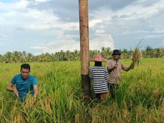 Giat Panen Padi, Mendukung Program Asta Cita, Dalam Rangka Ketahanan Pangan Nasional di Polsek Sungai Batang