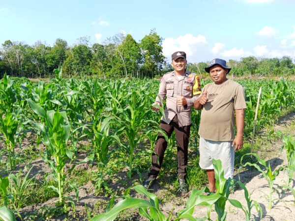 Dukung Ketahanan Pangan Nasional, Bhabinkamtibmas Polsek Kelayang Tinjau Kebun Jagung Milik Warga
