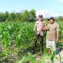 Dukung Ketahanan Pangan Nasional, Bhabinkamtibmas Polsek Kelayang Tinjau Kebun Jagung Milik Warga