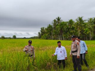 Polisi Turun ke Sawah, Polsek Sungai Batang Dampingi Petani Demi Ketahanan Pangan