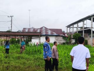 Lahan Jagung Pipil BUMDES Makmur Desa Selunak Kecamatan Batang Peranap Diserang Hama Ulat.