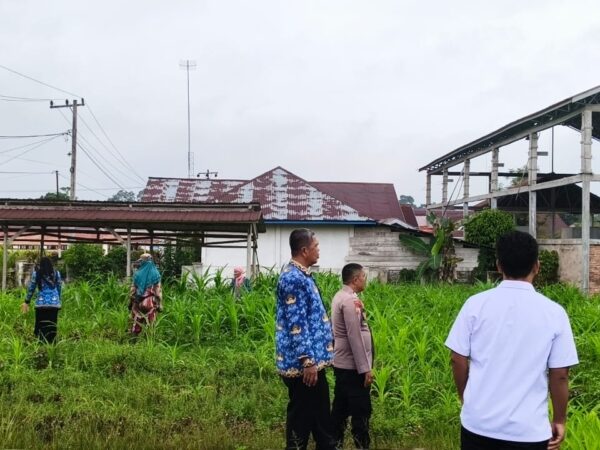 Lahan Jagung Pipil BUMDES Makmur Desa Selunak Kecamatan Batang Peranap Diserang Hama Ulat.