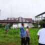 Lahan Jagung Pipil BUMDES Makmur Desa Selunak Kecamatan Batang Peranap Diserang Hama Ulat.