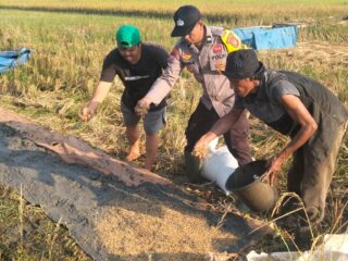 Sinergi Polsek Reteh dan Warga: Semai Padi di Lahan 1 Hektar Demi Sukseskan Asta Cita Ketahanan Pangan