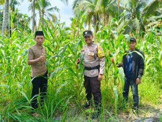 Sinergi Polsek Tembilahan Hulu dan Pemerintah Desa Sialang Panjang Pantau Progres Ketahanan Pangan Jagung Tumpang Sari