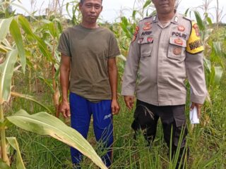 Polsek Kuindra Pantau Pertumbuhan Jagung di Desa Teluk Dalam.