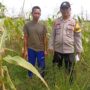 Polsek Kuindra Pantau Pertumbuhan Jagung di Desa Teluk Dalam.