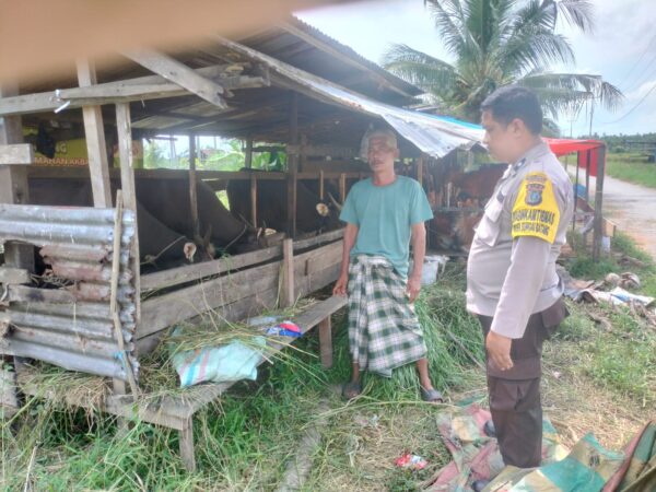 Sinergi Polri dan Masyarakat, Polsek Sungai Batang dukung Peternakan Sapi di Inhil