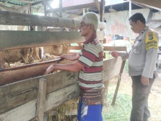 Bhabinkamtibmas Polsek Sungai Batang Masuk Kandang Domba, Pantau Ketahanan Pangan Warga Jelang Idul Adha
