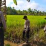 Polsek Sungai Batang Cek Irigasi Persawahan, Pastikan Air Cukup untuk Ketahanan Pangan Padi