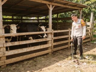 Bhabinkamtibmas Polsek Sungai Batang Sambangi Peternak Sapi, Dorong Ketahanan Pangan