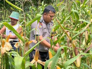 Polsek Lirik Dampingi Petani Kupas Jagung Pipil, Dukung Ketahanan Pangan di Desa Lirik Area
