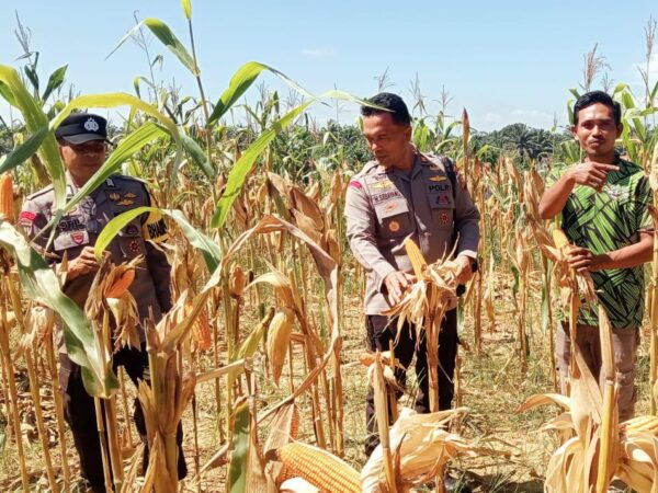 Kapolsek Batang Cenaku Optimistis Jagung Pipil Petani Binaan Hasilkan Panen Maksimal